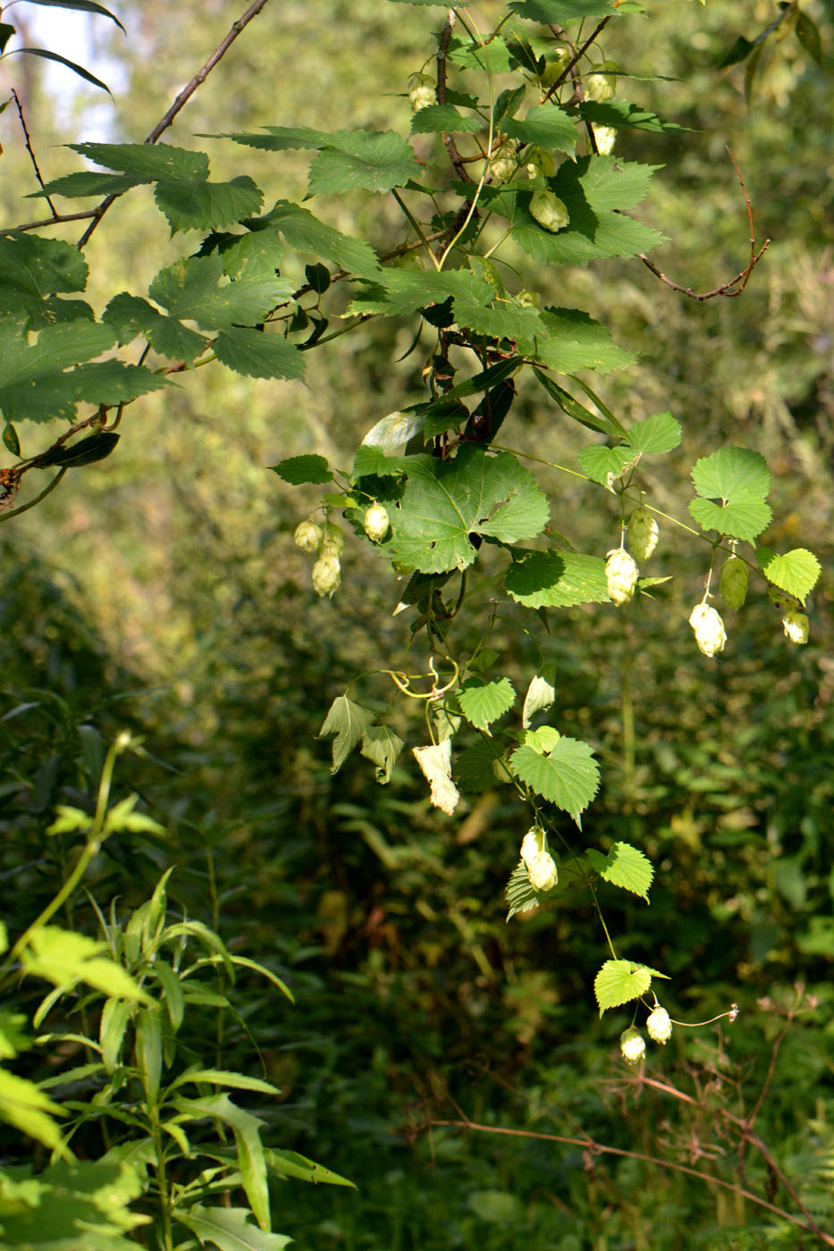 Изображение особи Humulus lupulus.