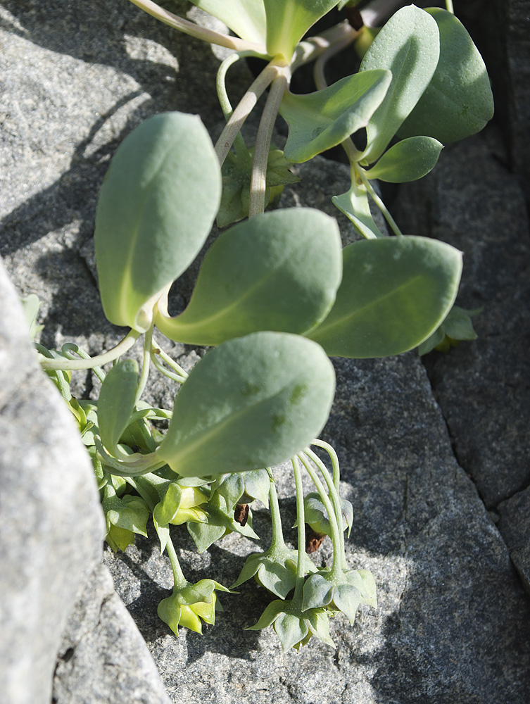 Изображение особи Mertensia maritima.