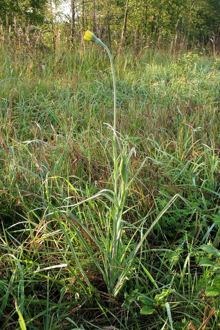 Image of Tragopogon pratensis specimen.