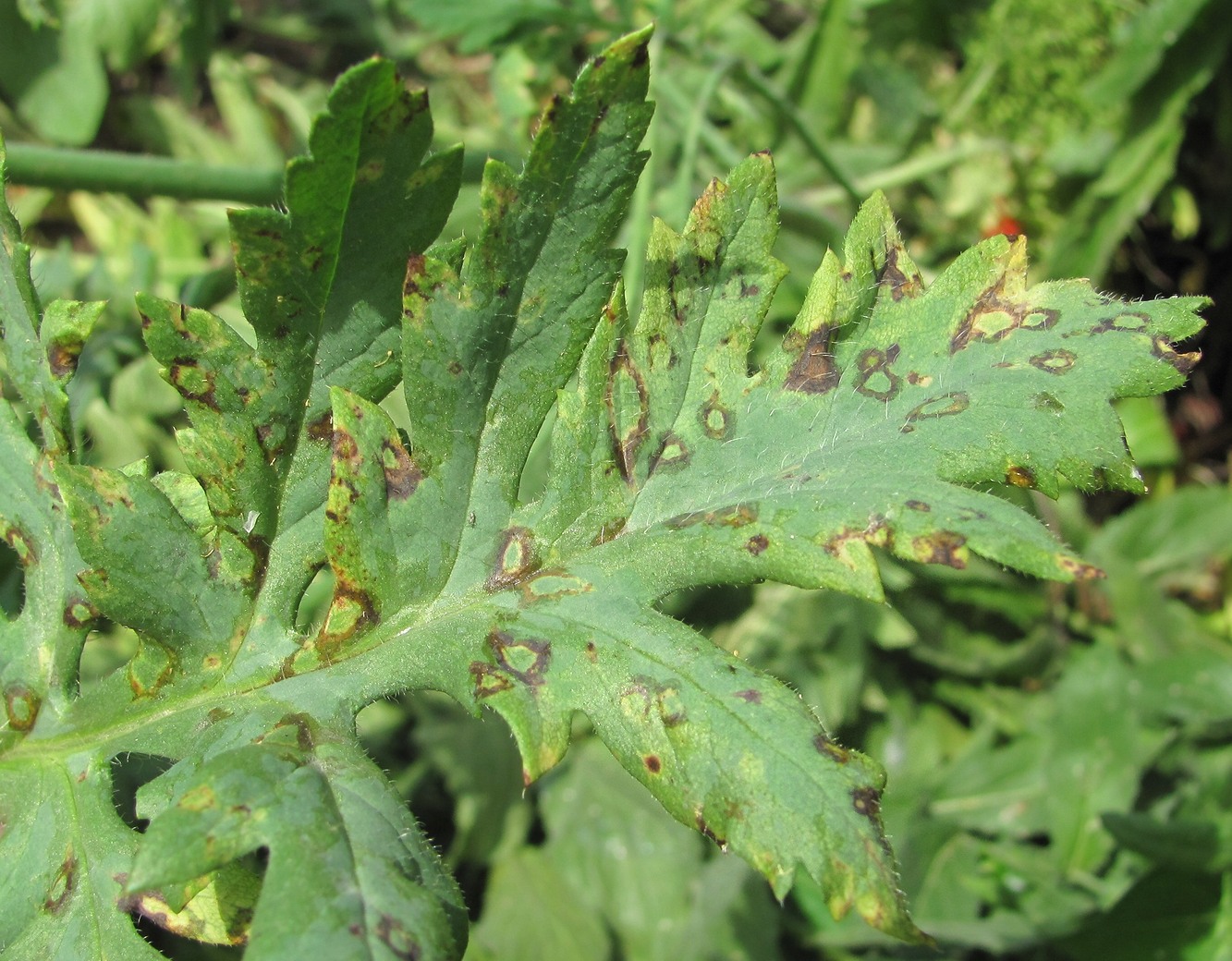 Image of Papaver rhoeas specimen.