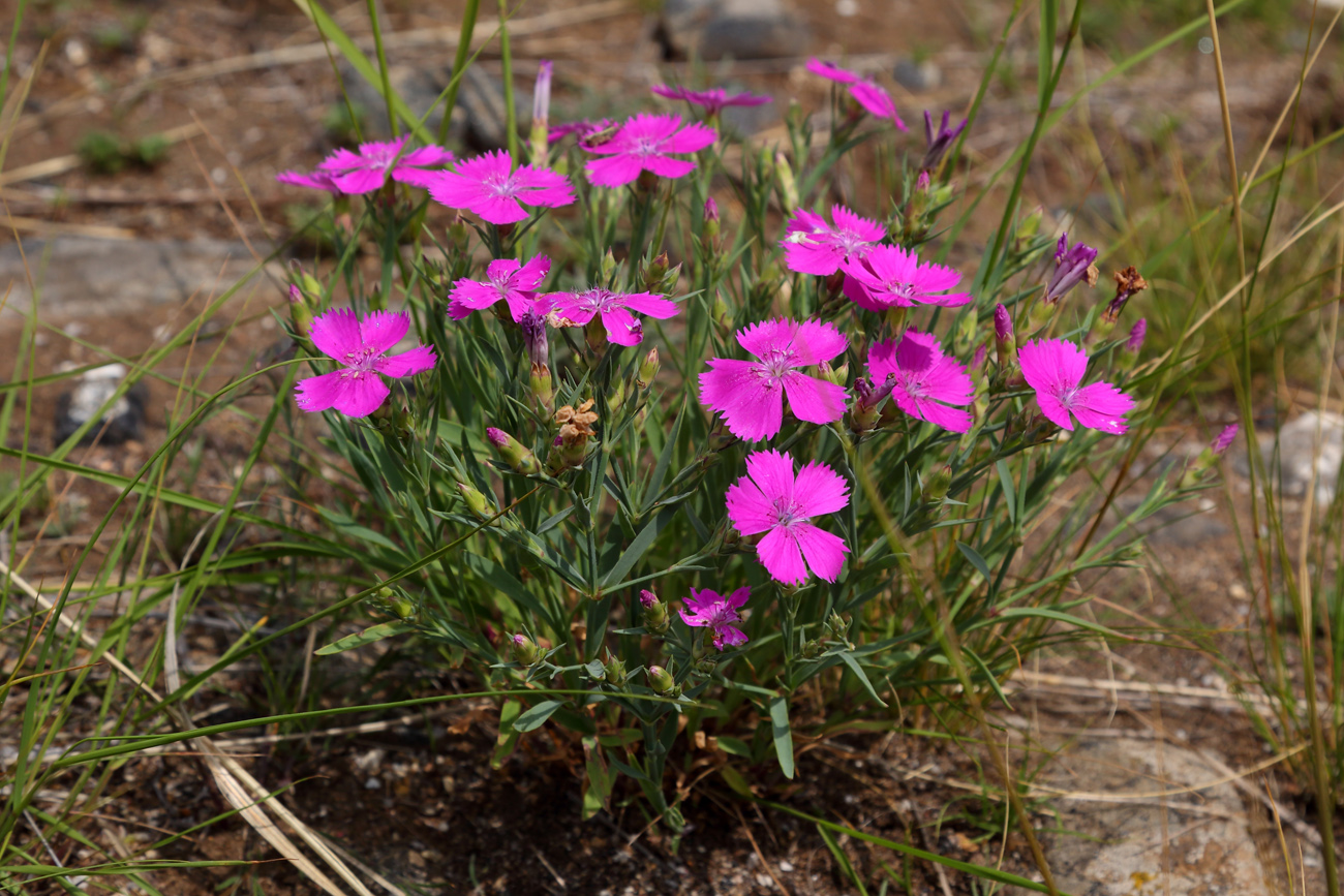 Изображение особи Dianthus versicolor.