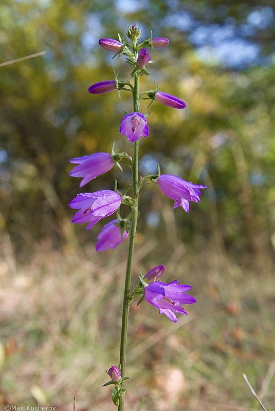 Image of Campanula rapunculoides specimen.