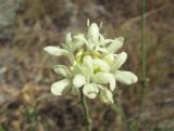 Cephalaria uralensis. Соцветие. Краснодарский край, окр. г. Новороссийск, гора Лысая-Новороссийская, каменистый склон. 24.09.2019.