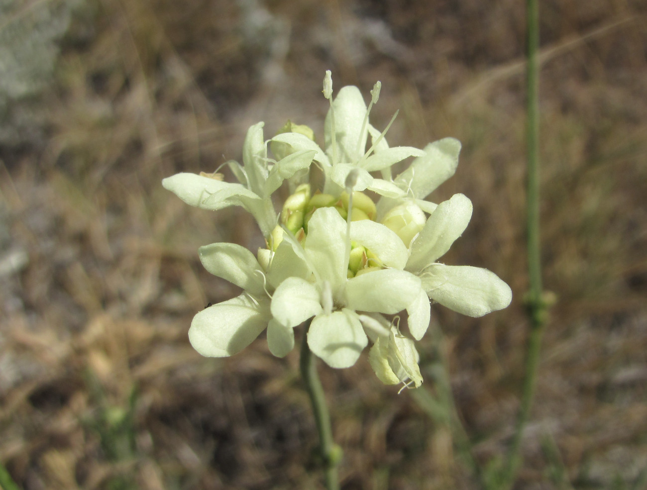 Изображение особи Cephalaria uralensis.