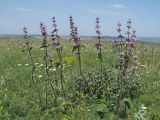 Phlomoides tuberosa. Цветущие растения. Крым, Симферополь, Марьино, степной склон. 12.06.2019.