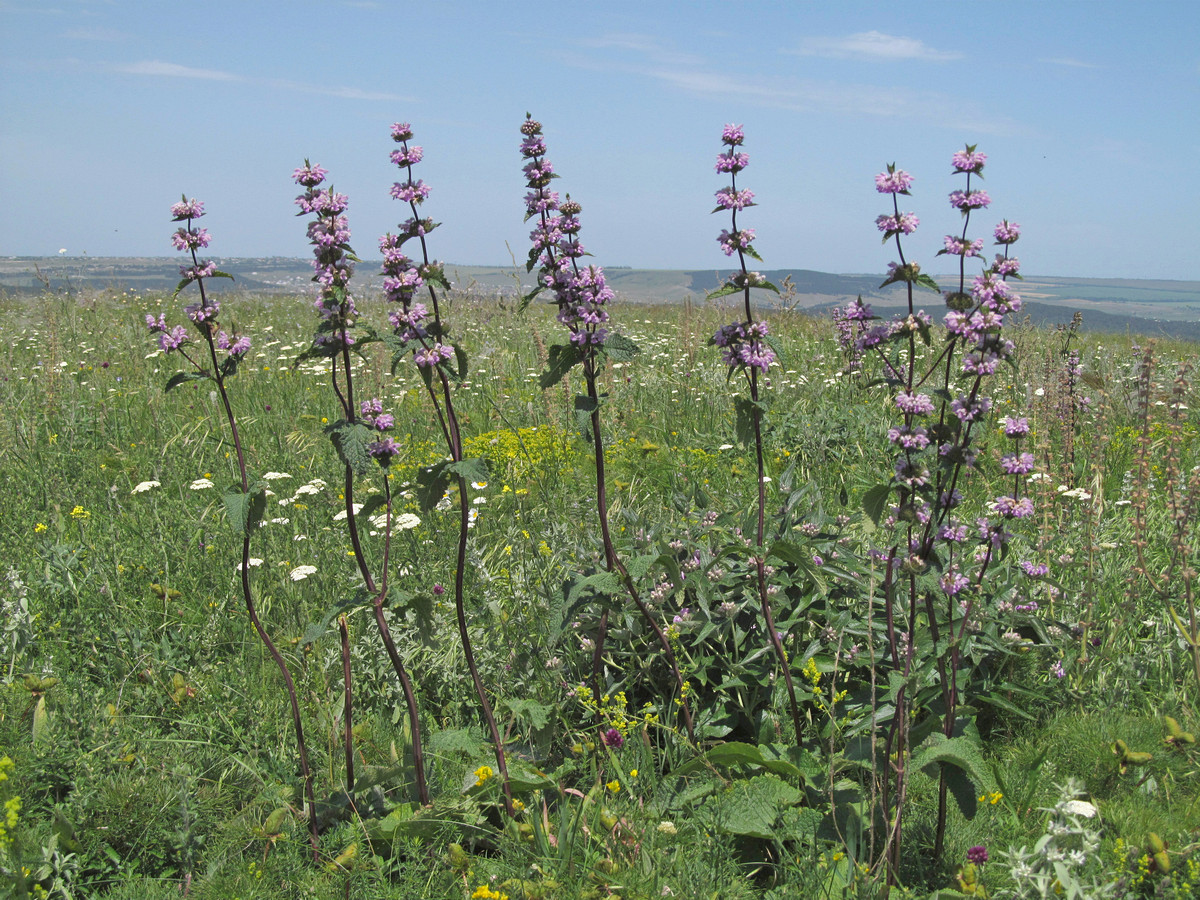 Image of Phlomoides tuberosa specimen.