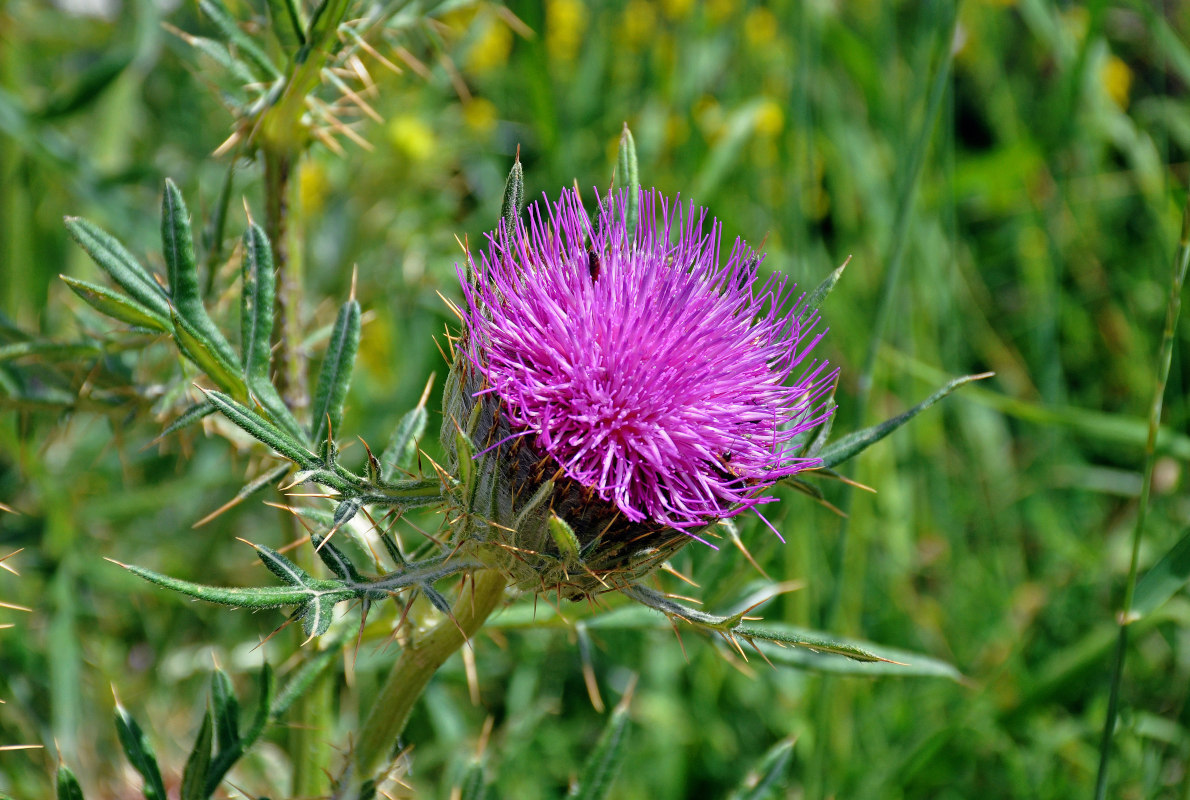 Изображение особи Cirsium ligulare.