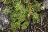 Pulsatilla campanella