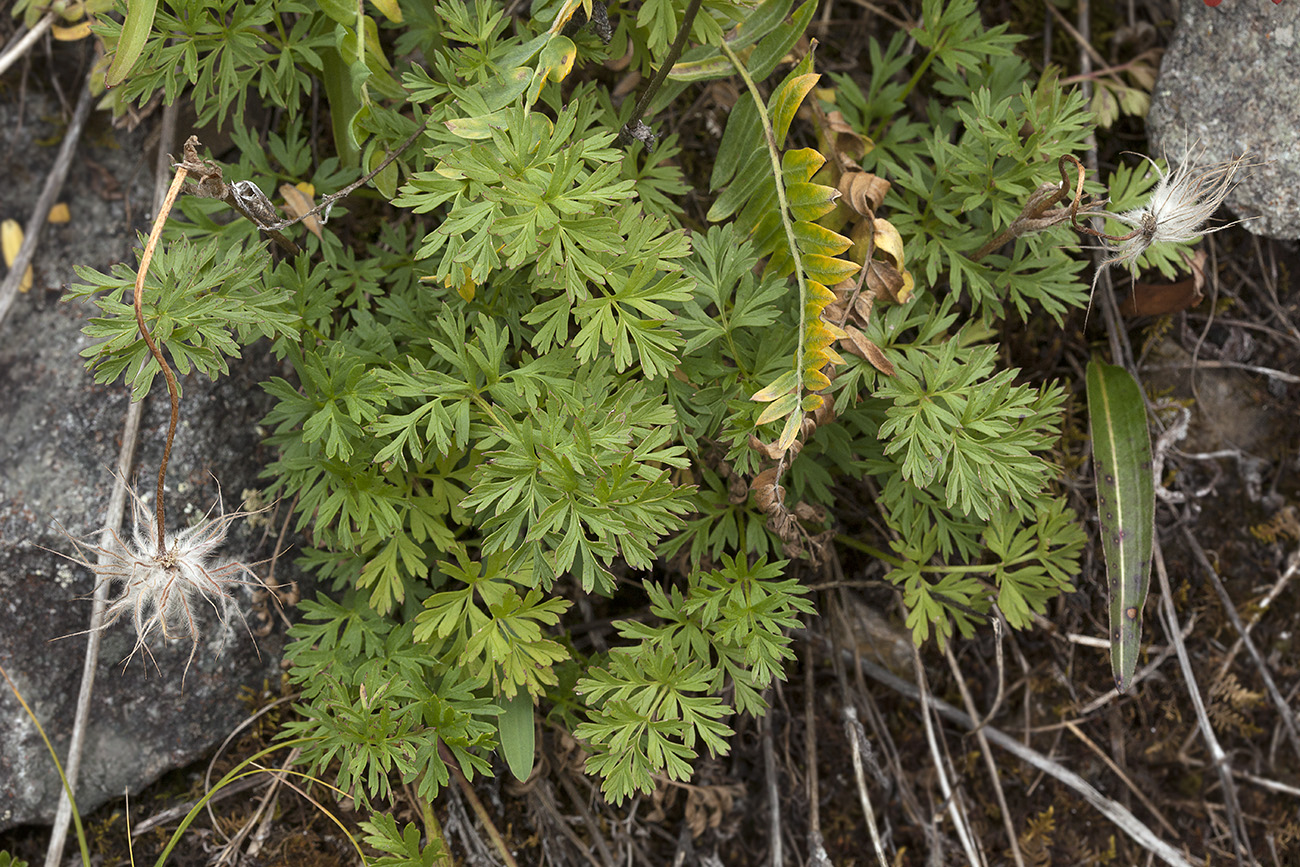 Изображение особи Pulsatilla campanella.