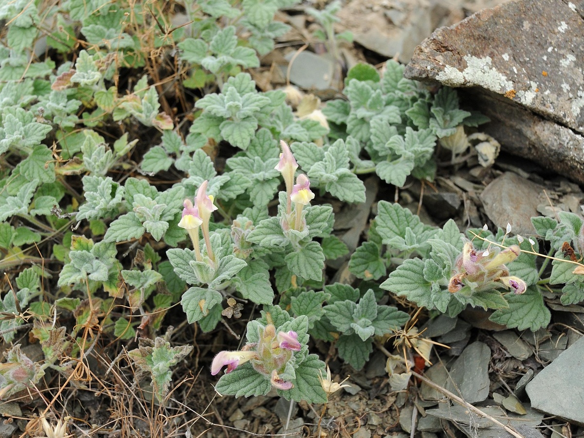 Image of Scutellaria karatavica specimen.