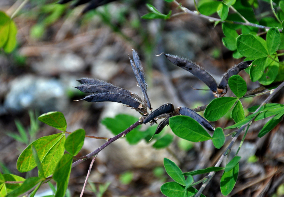 Image of genus Chamaecytisus specimen.