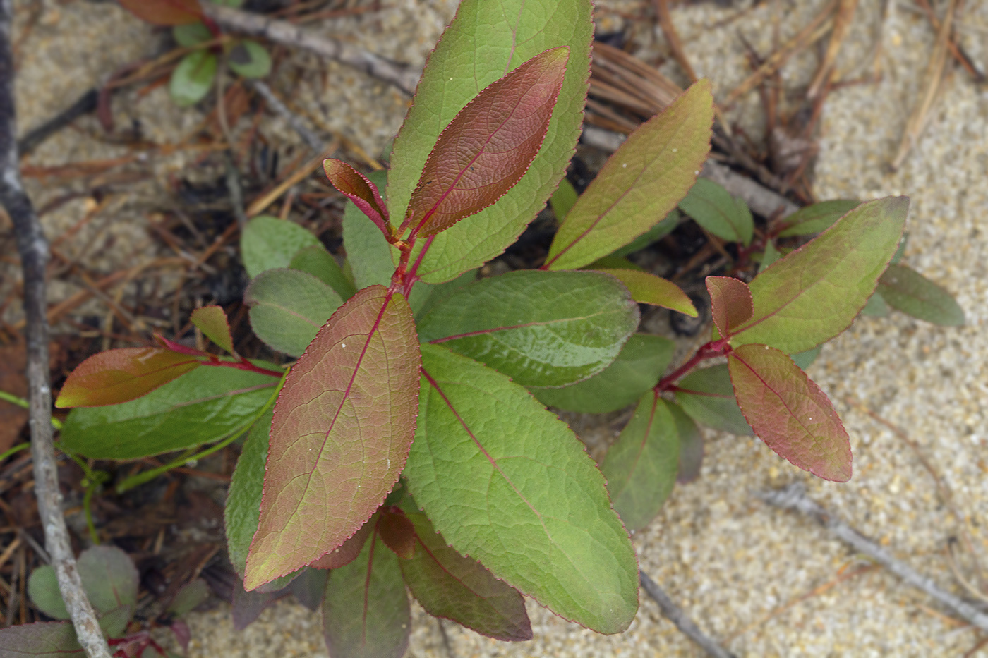 Image of Populus maximowiczii specimen.