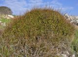 Bosea cypria