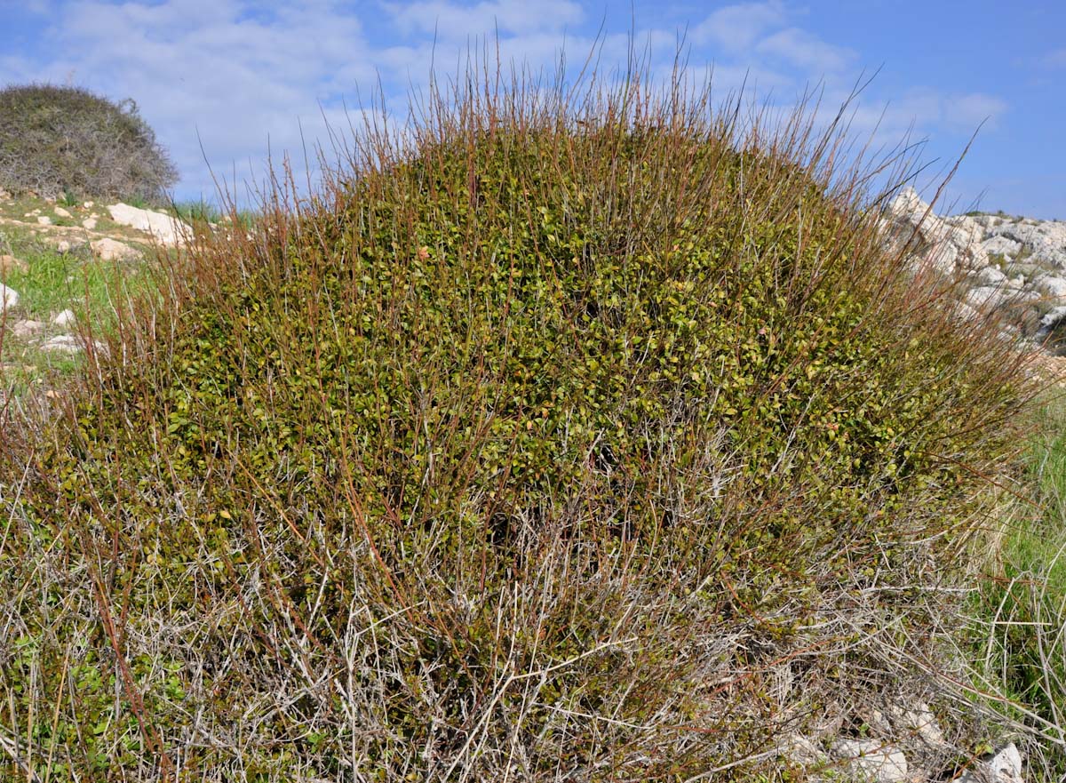 Image of Bosea cypria specimen.