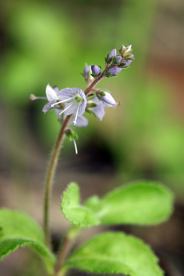 Image of Veronica officinalis specimen.