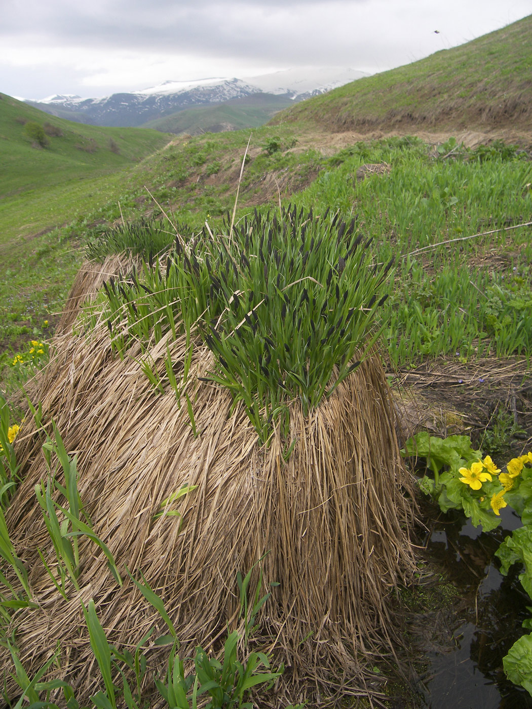 Изображение особи Carex cespitosa.