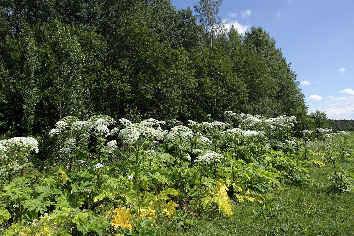 Изображение особи Heracleum sosnowskyi.