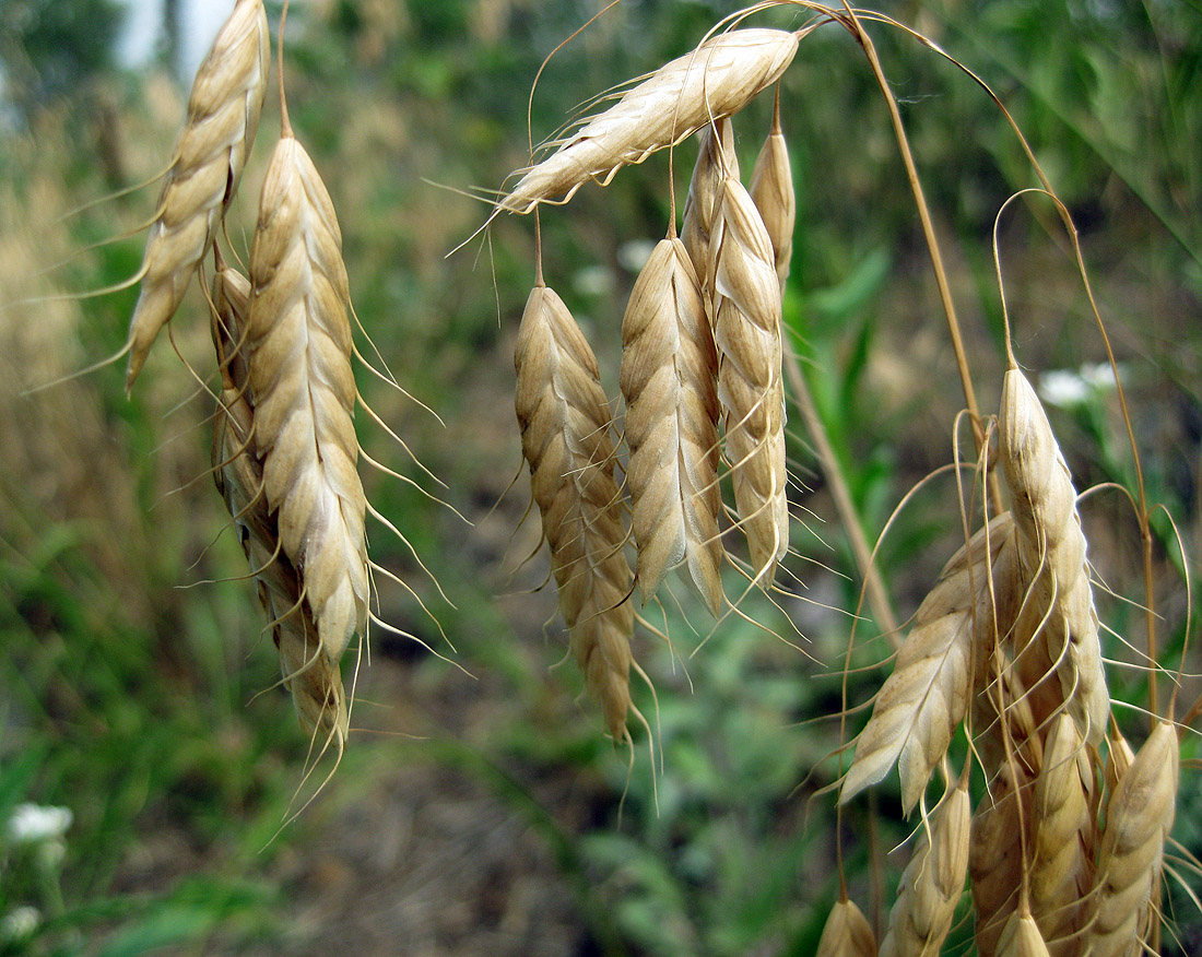 Изображение особи Bromus squarrosus.