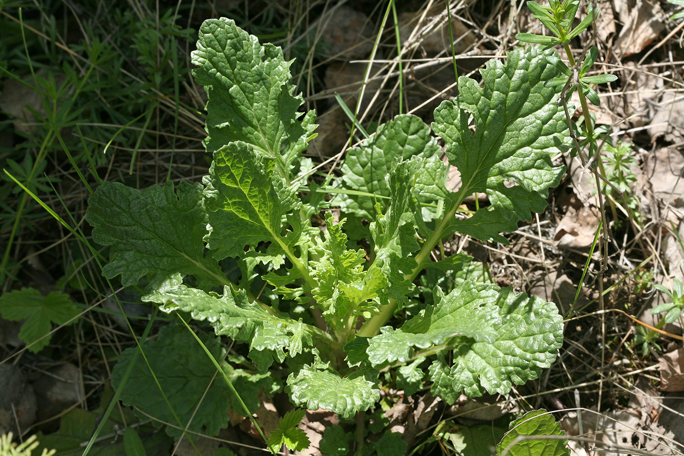 Image of Senecio jacobaea specimen.