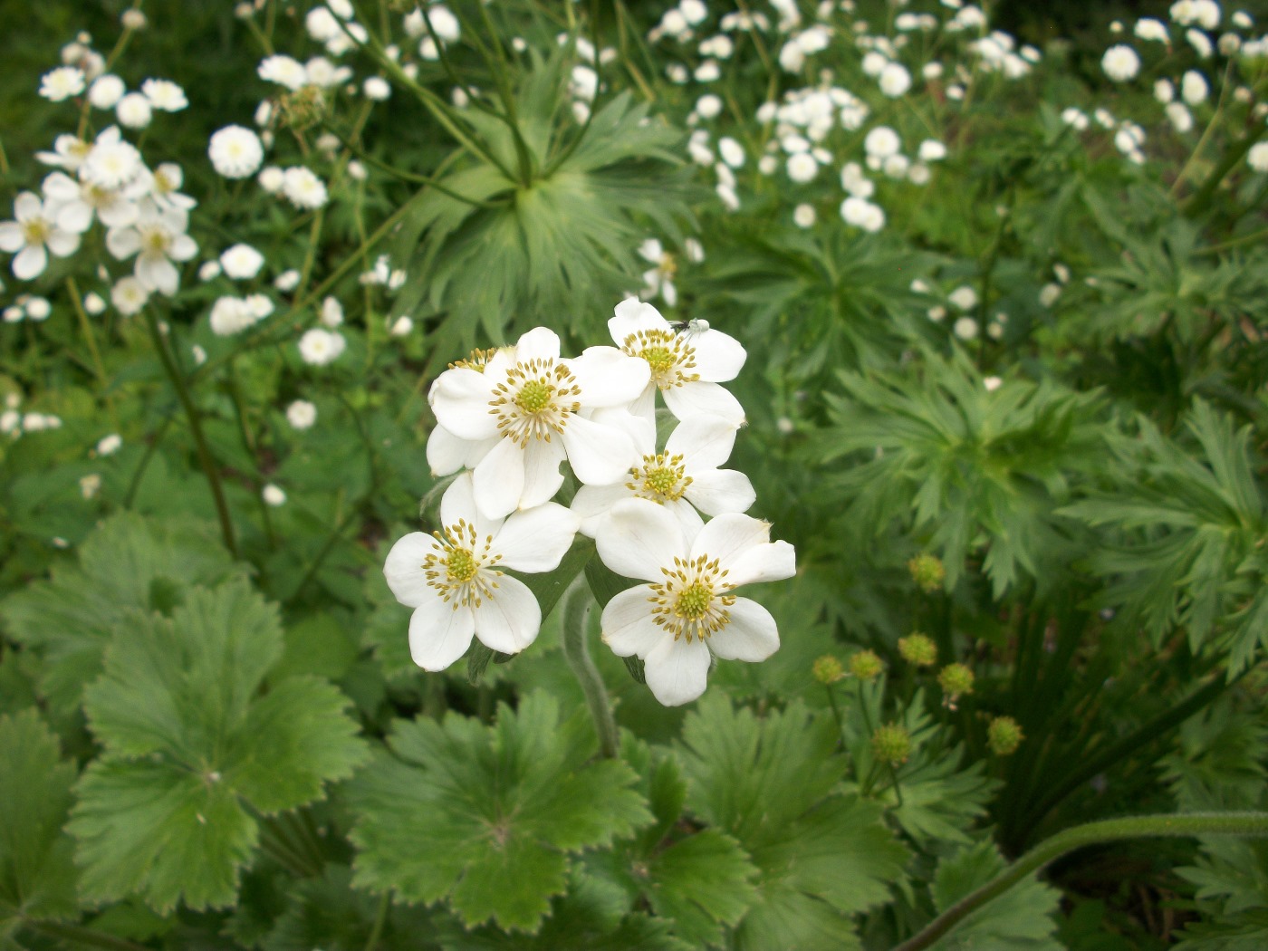 Изображение особи Anemonastrum polyanthes.