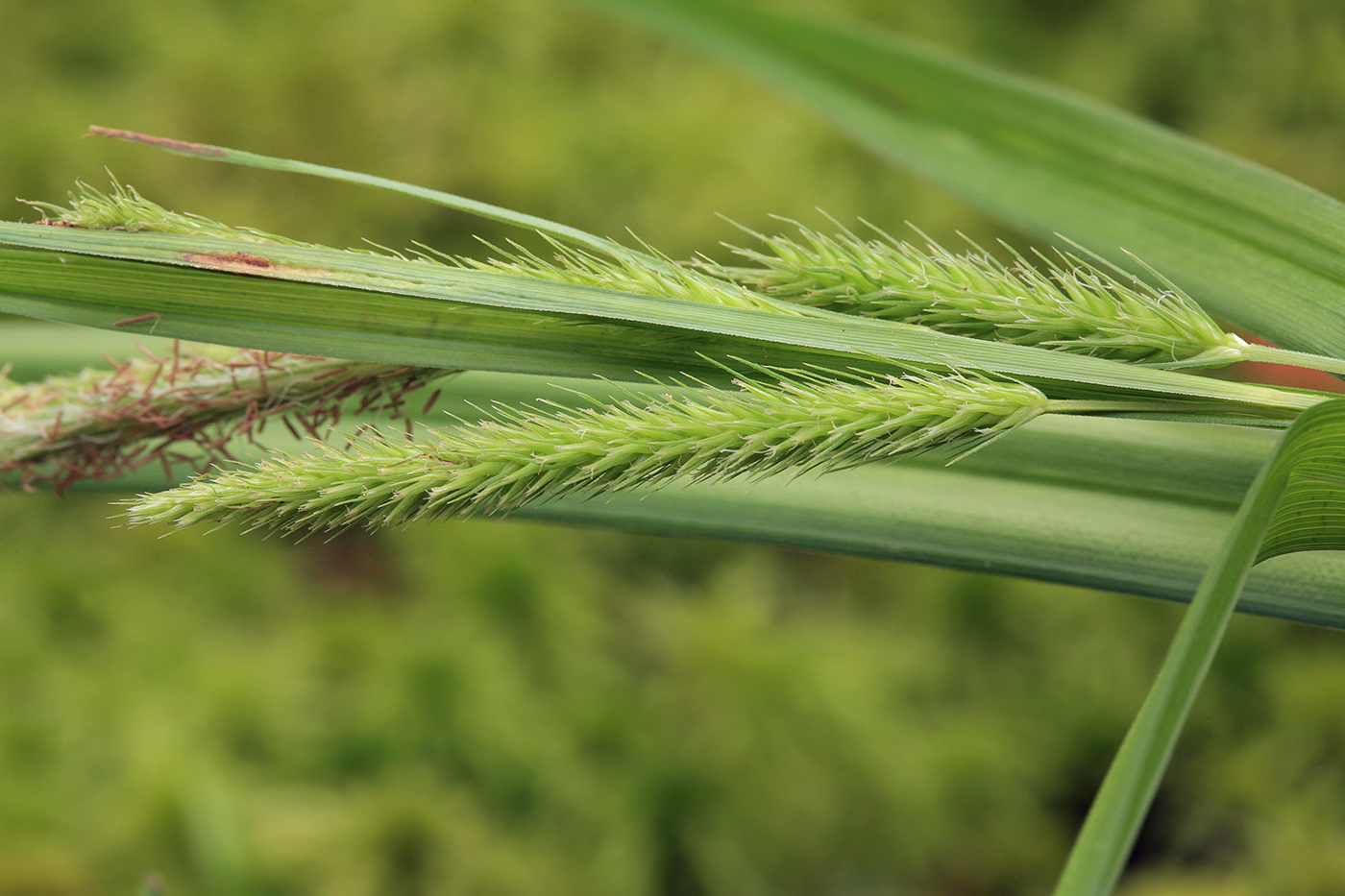 Изображение особи Carex pseudocyperus.