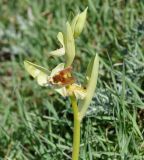 Ophrys bornmuelleri