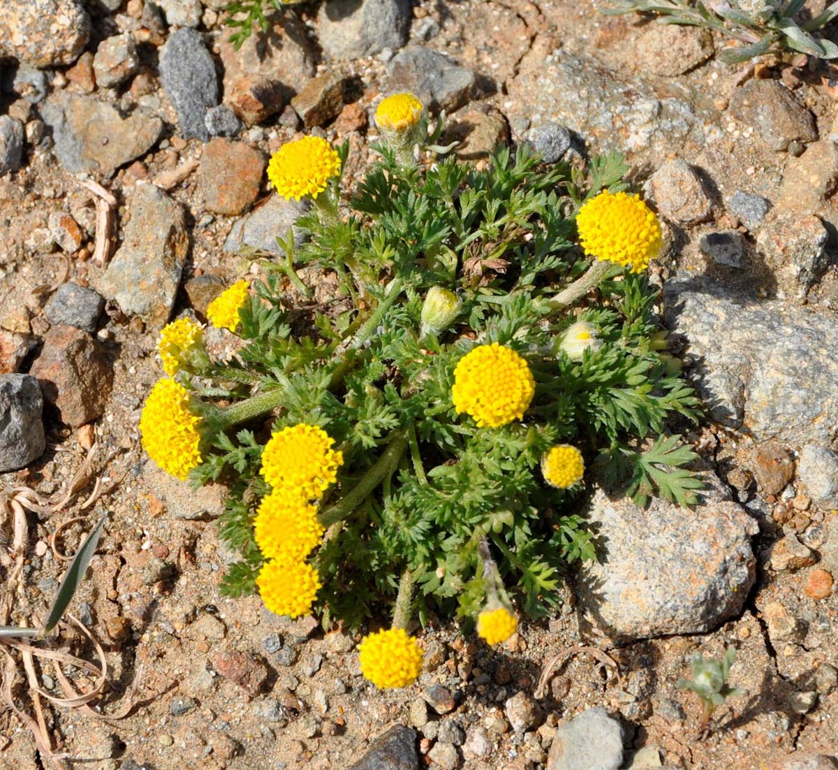 Изображение особи Anthemis rigida.