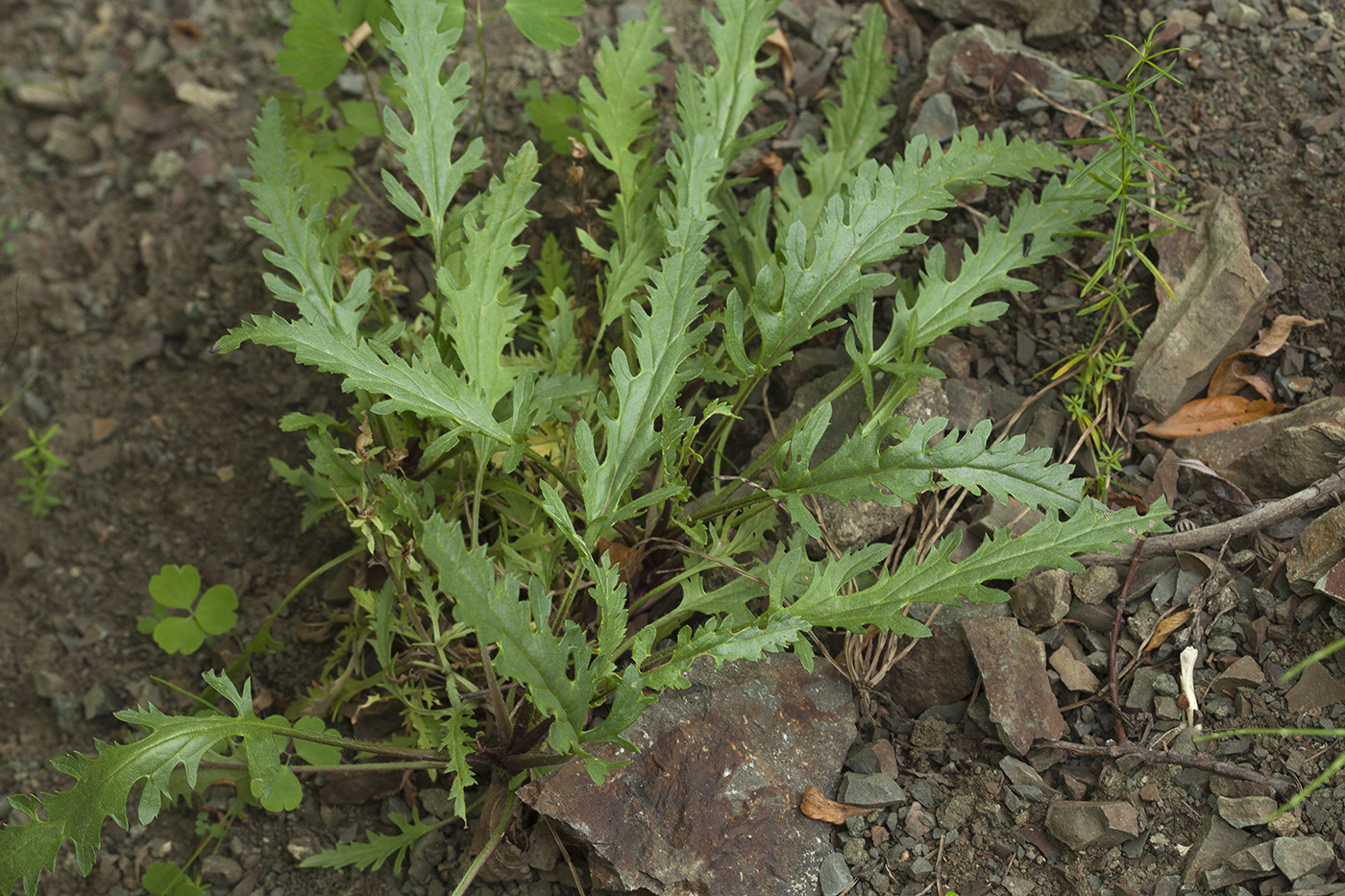 Image of Veronica schmidtiana specimen.