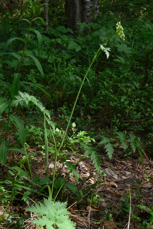 Image of Pimpinella saxifraga specimen.