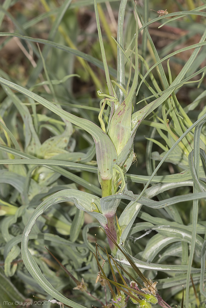 Изображение особи Tragopogon dubius.