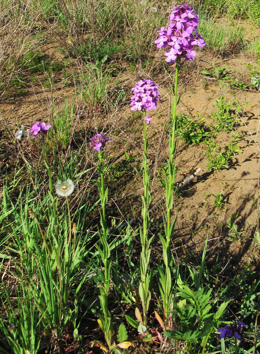 Image of Hesperis matronalis specimen.