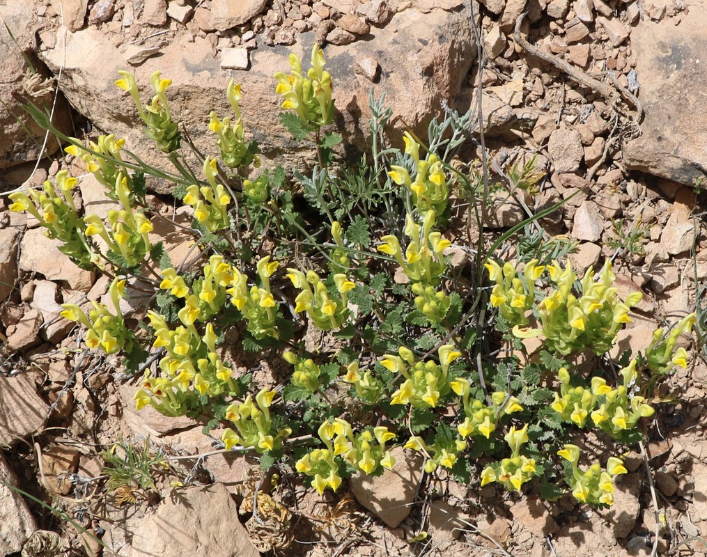 Image of genus Scutellaria specimen.