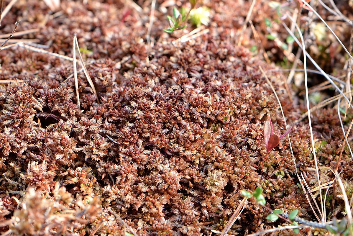 Изображение особи Sphagnum divinum.