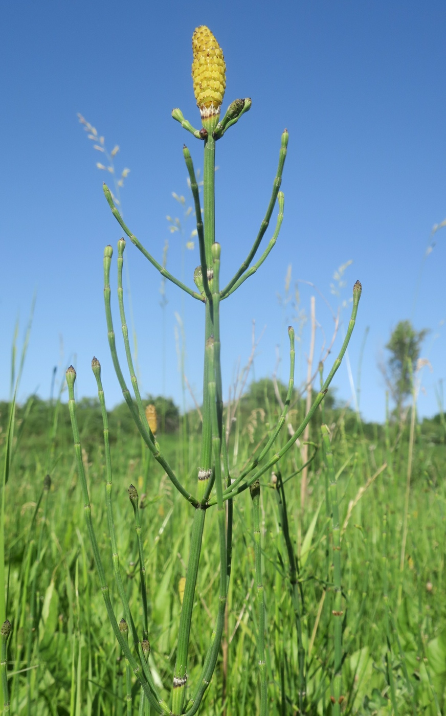 Изображение особи Equisetum ramosissimum.