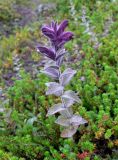 Bartsia alpina. Цветущее растение. Мурманская обл., окрестности г. Мончегорска, берёзово-кустарничковое редколесье на склоне холма. 31.07.2007.