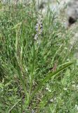 Dactylorhiza iberica