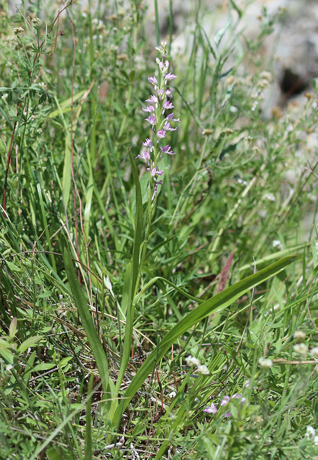 Изображение особи Dactylorhiza iberica.