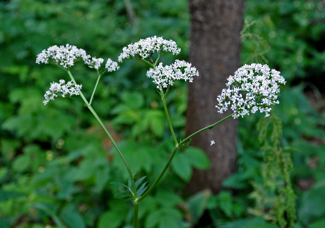 Изображение особи Valeriana officinalis.
