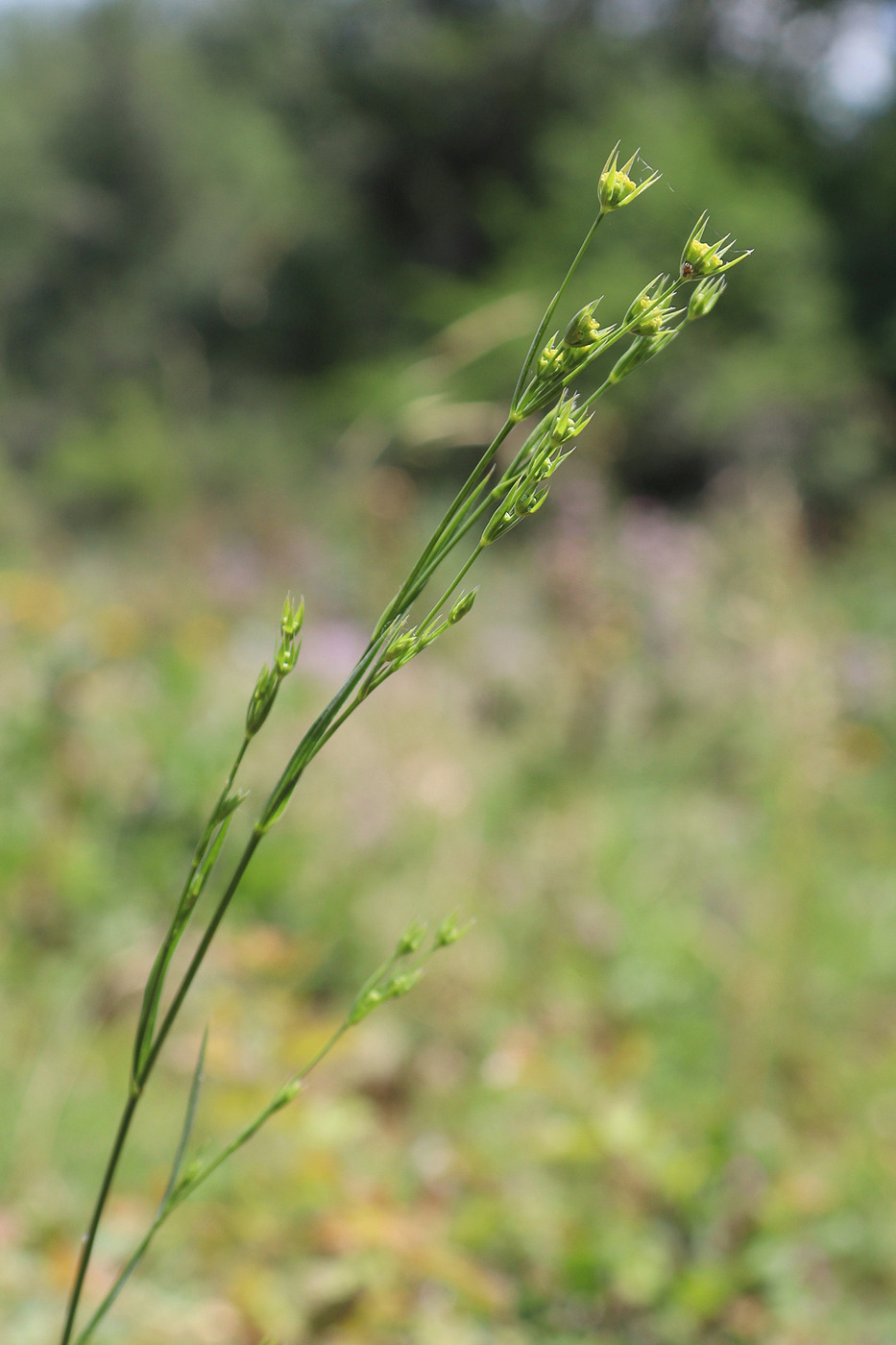 Image of Bupleurum gerardi specimen.