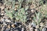 familia Chenopodiaceae. Вегетирующие растения. Таджикистан, Согдийская обл., Исфаринский р-н, г. Шураб, глинисто-щебнистый адыр. 10 мая 2019 г.