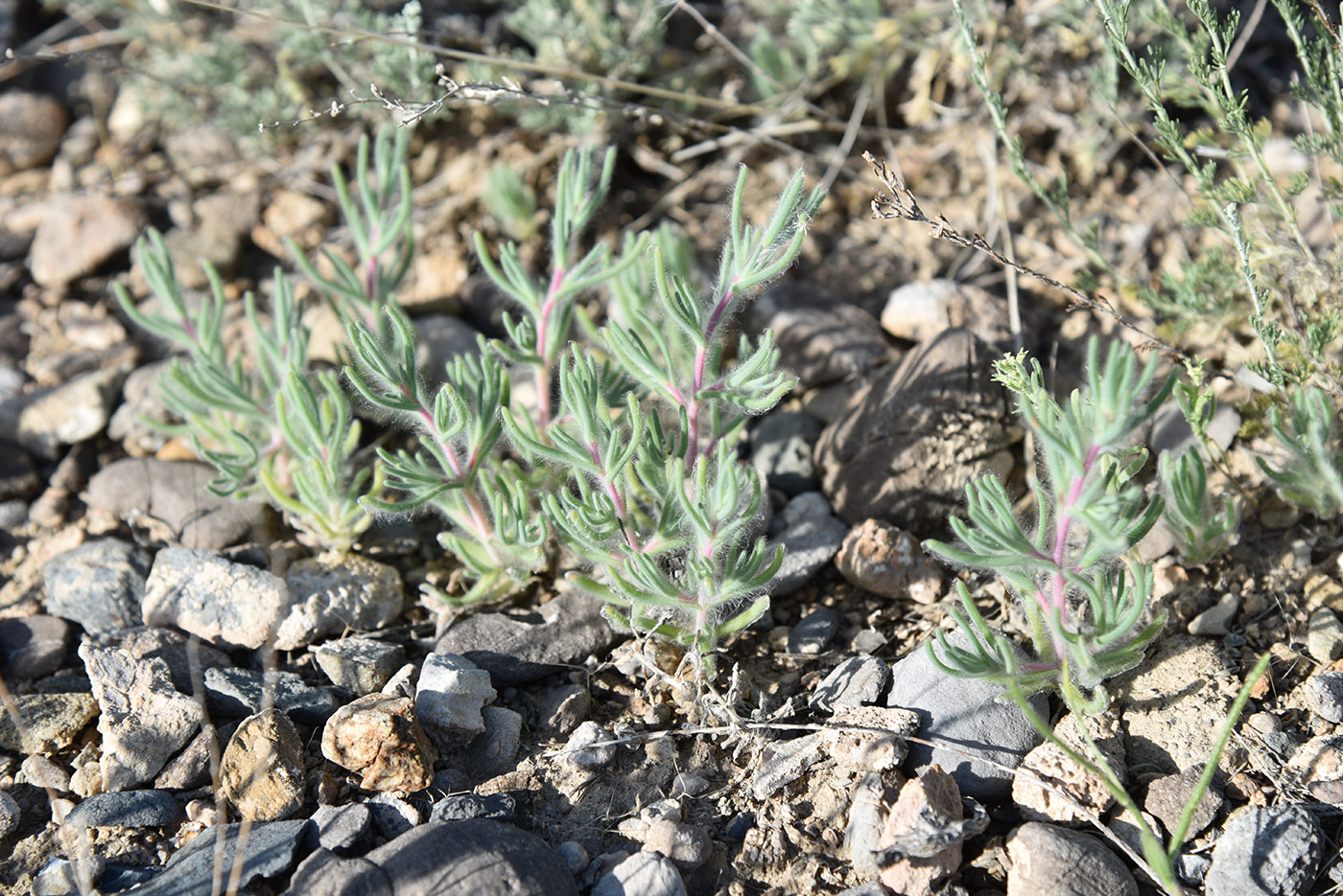 Изображение особи семейство Chenopodiaceae.