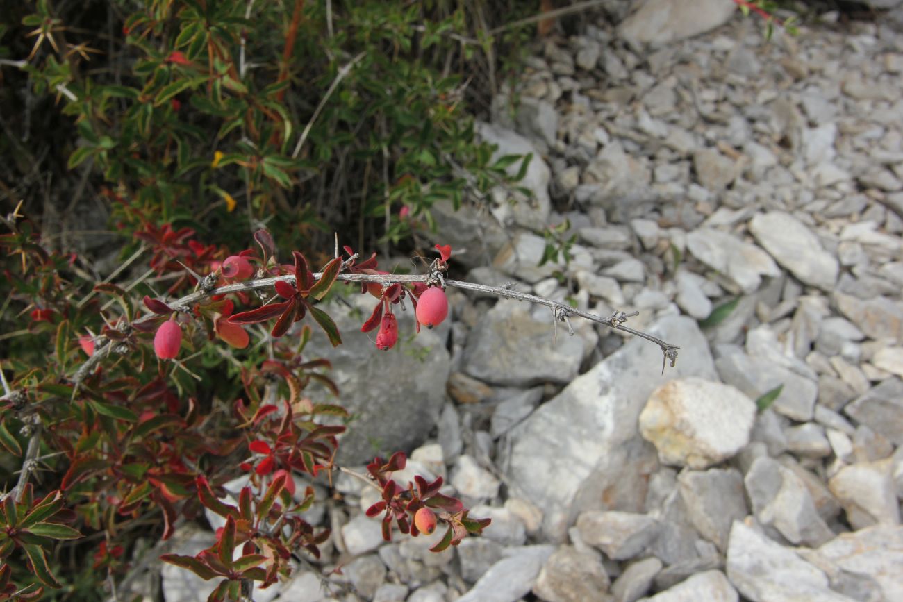 Image of Berberis sibirica specimen.