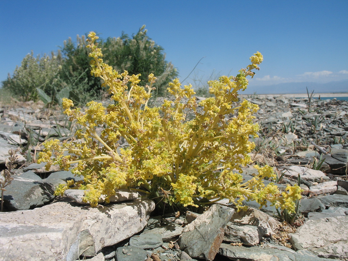 Image of Pseudosophora alopecuroides specimen.