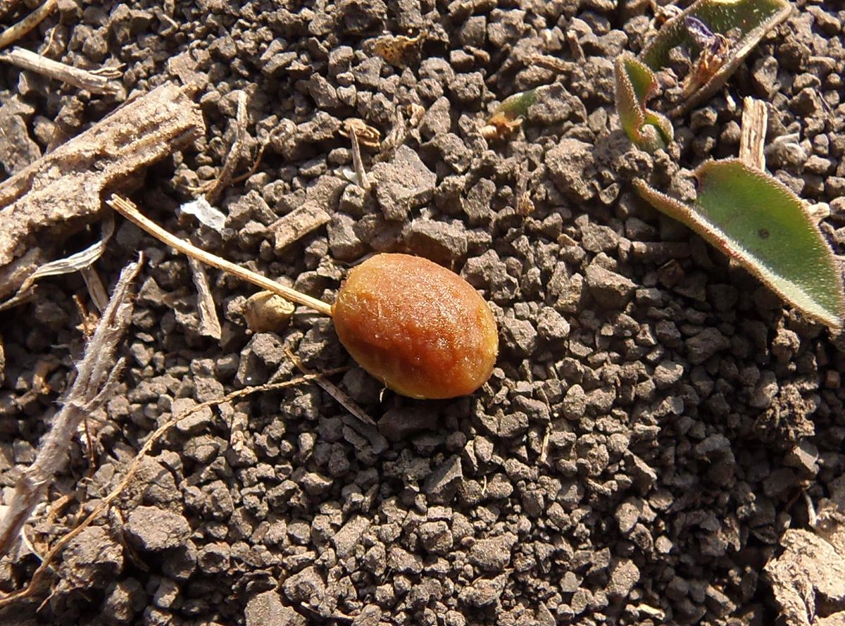 Image of genus Crataegus specimen.