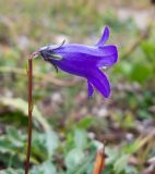 Campanula albovii. Верхушка цветущего растения. Адыгея, Кавказский биосферный заповедник, ур. Яворова Поляна, ≈ 1900 м н.у.м., субальпийский луг. 03.10.2015.