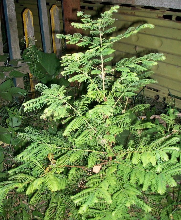 Изображение особи Metasequoia glyptostroboides.