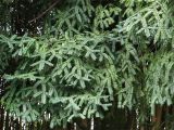 Torreya grandis