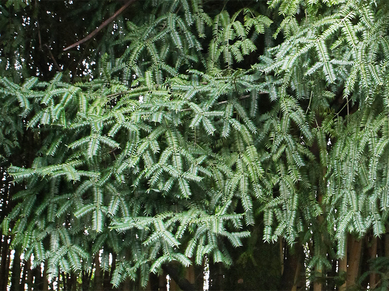 Изображение особи Torreya grandis.