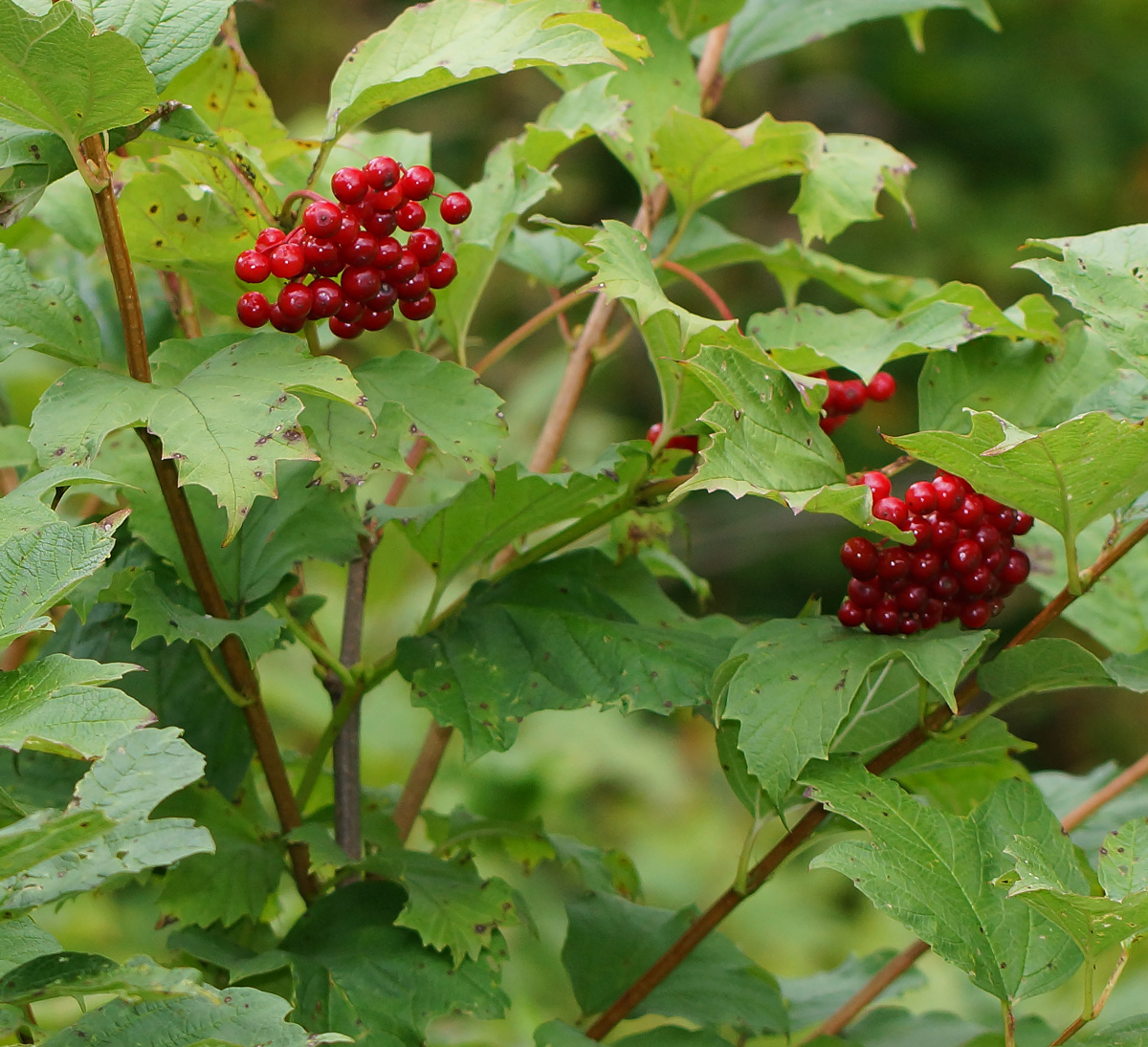 Image of Viburnum opulus specimen.
