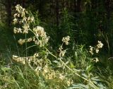 Thalictrum simplex